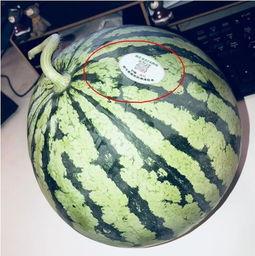 网红吃瓜,揭秘娱乐圈幕后真相